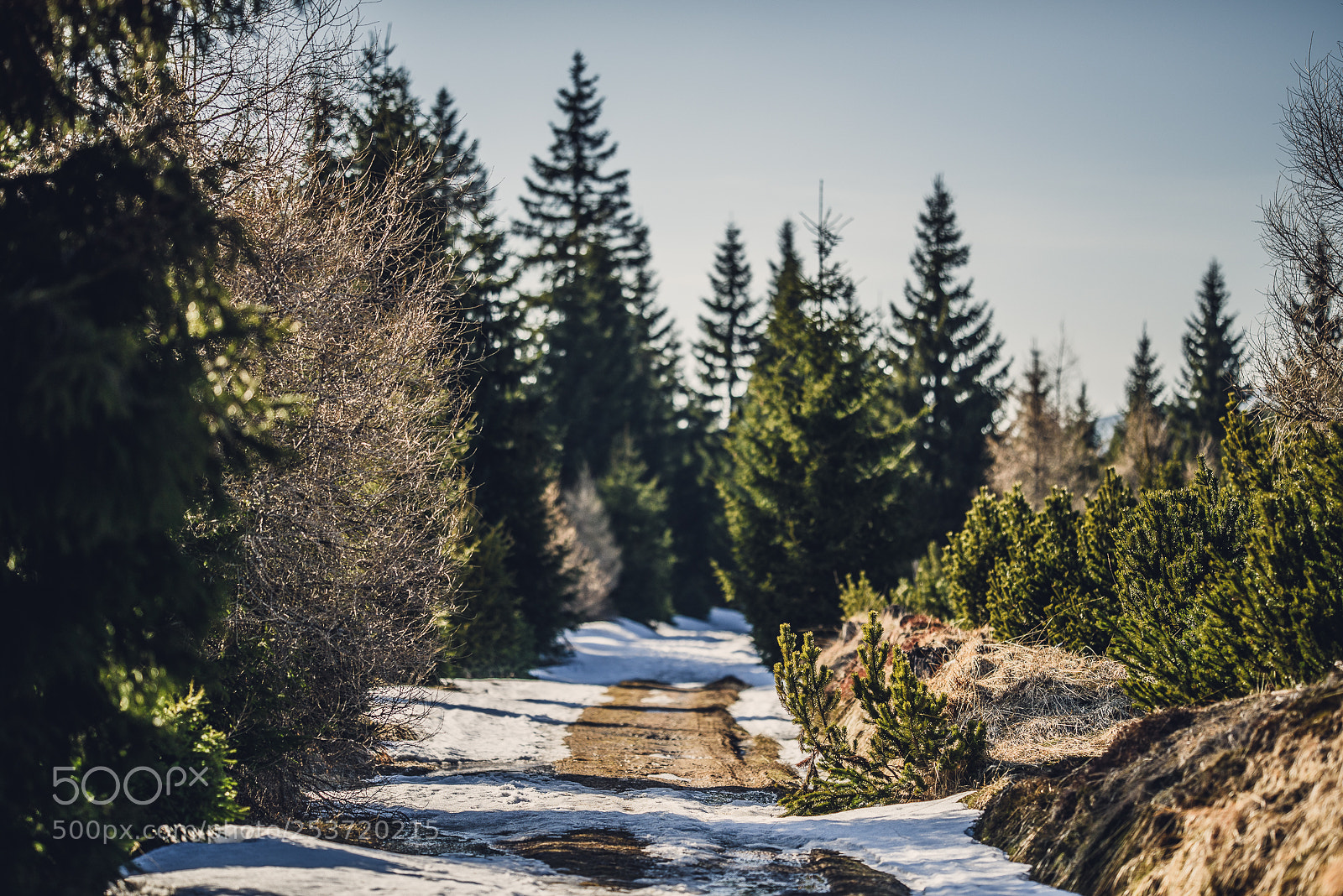 Nikon D810 sample photo. Other spring photography