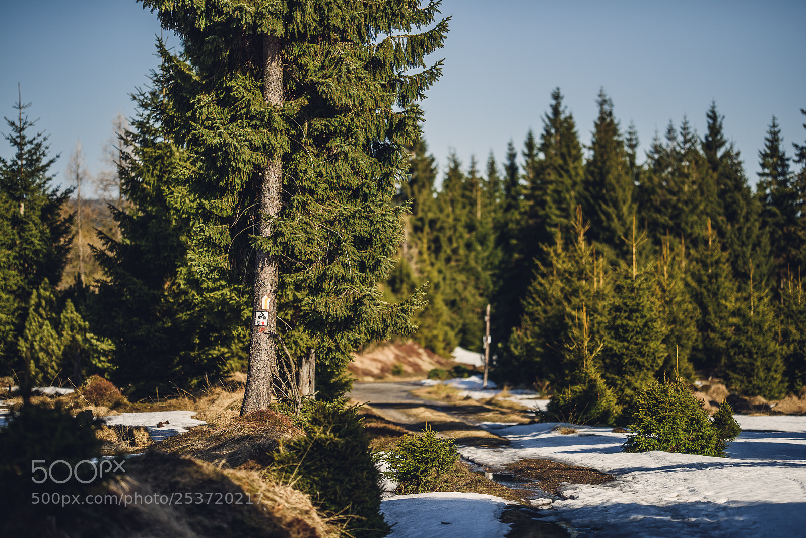 Nikon D810 sample photo. Other spring photography