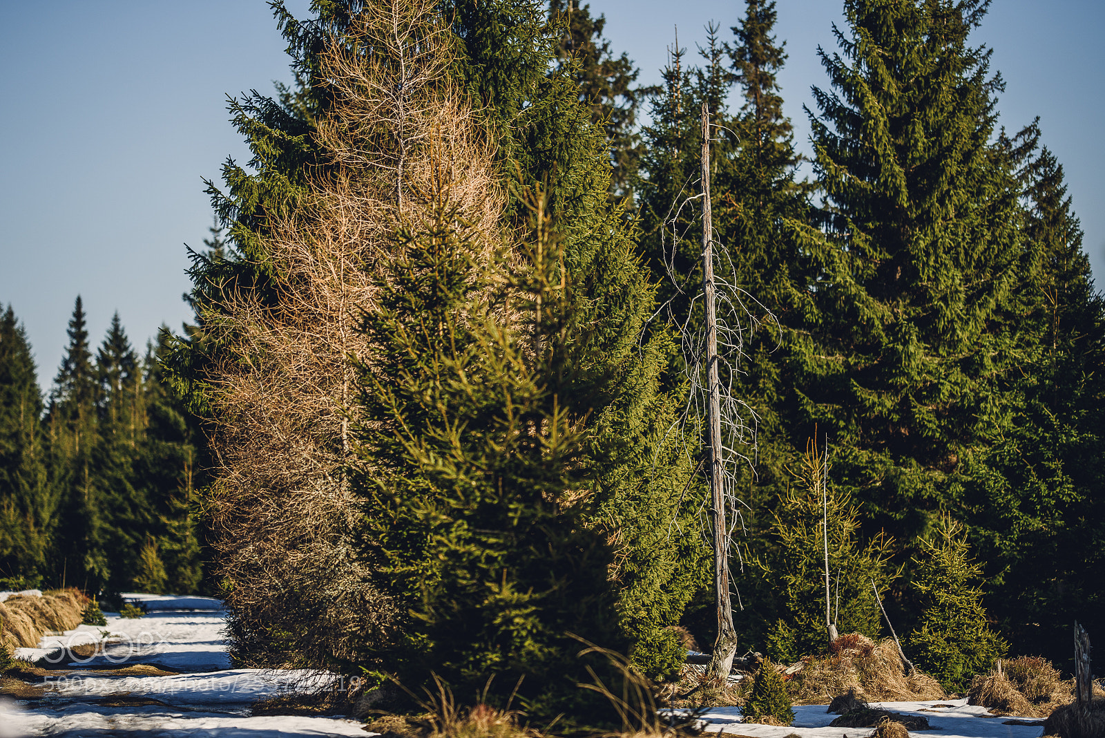 Nikon D810 sample photo. Other spring photography