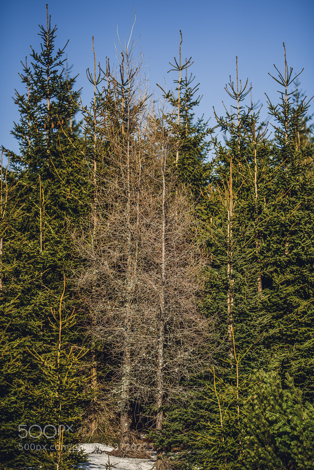 Nikon D810 sample photo. Other spring photography