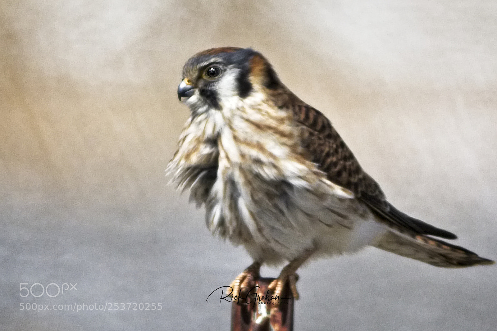 Canon EOS 80D sample photo. American kestrel photography