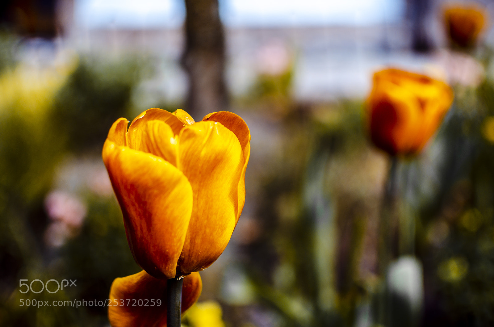 Nikon D7000 sample photo. Tulipa photography