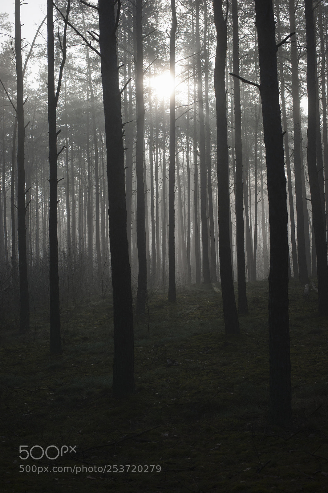 Nikon D700 sample photo. Forest photography