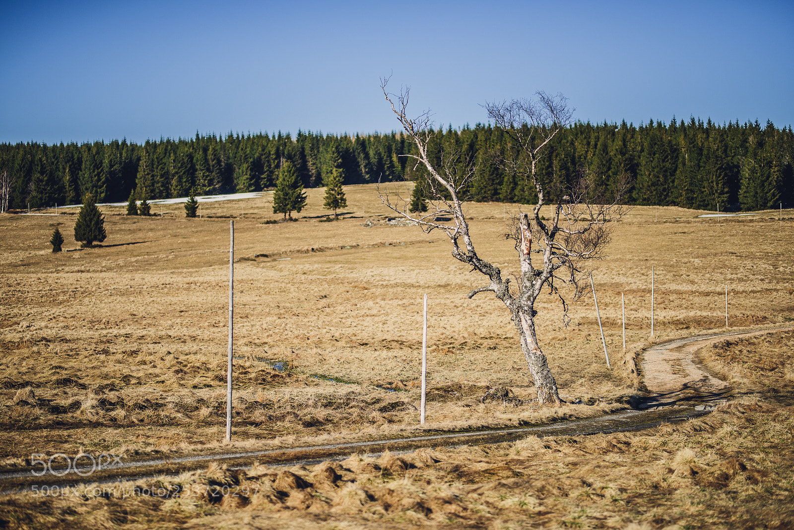 Nikon D810 sample photo. Other spring photography