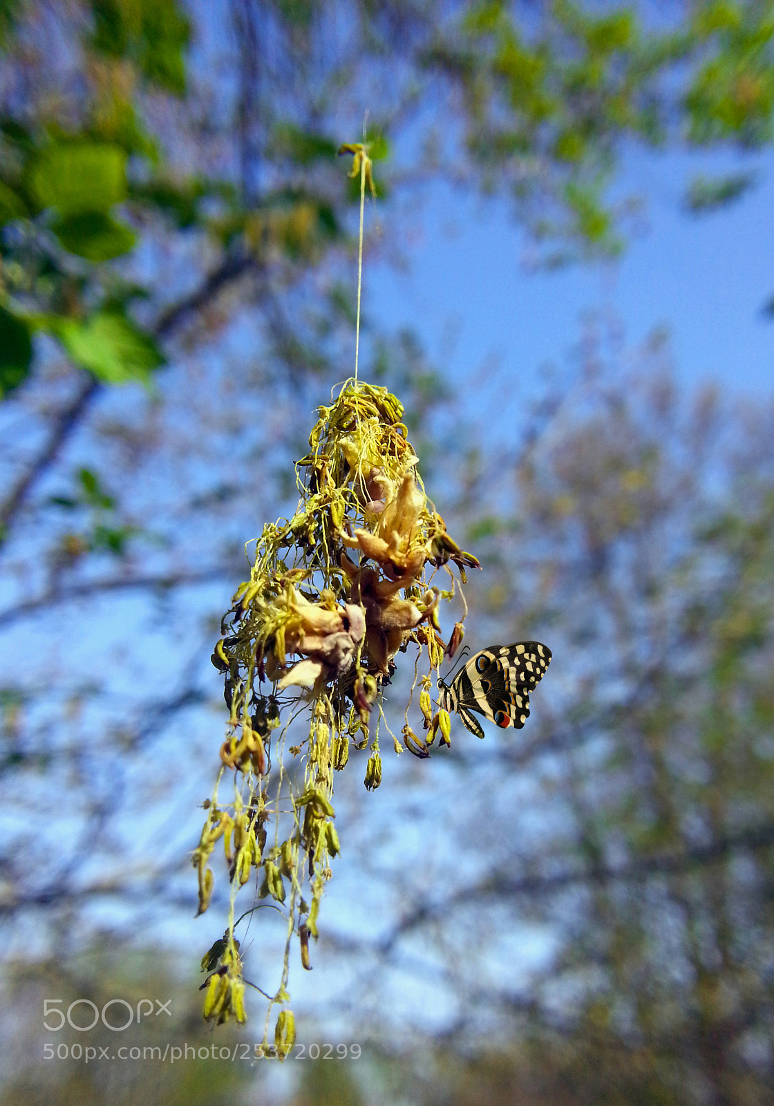 Samsung Galaxy Note2 sample photo. Butterfly photography