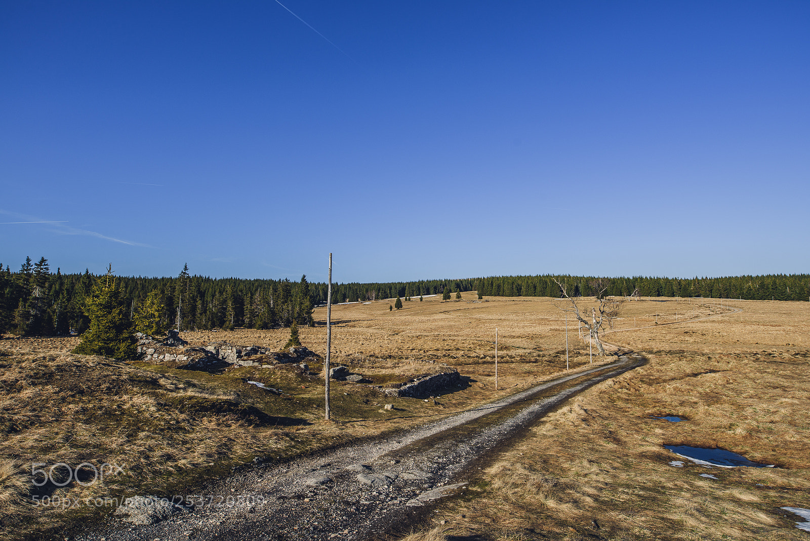 Nikon D810 sample photo. Other spring photography