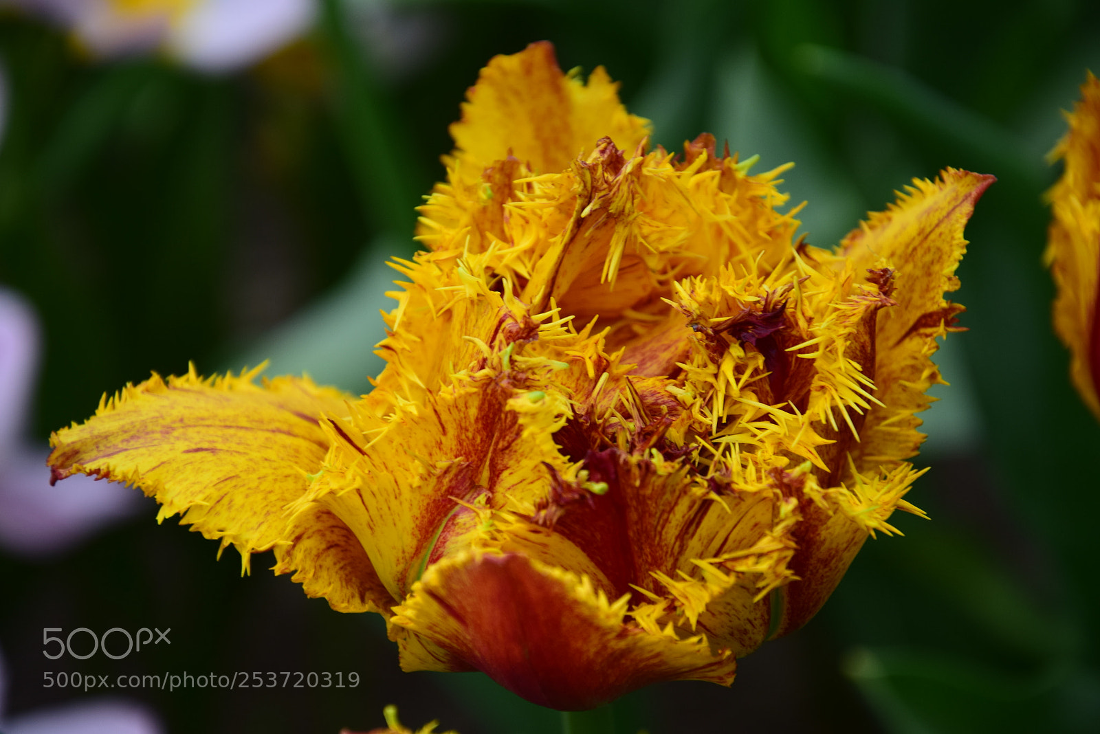 Nikon D5300 sample photo. Close up tulip / springtime 2018 photography