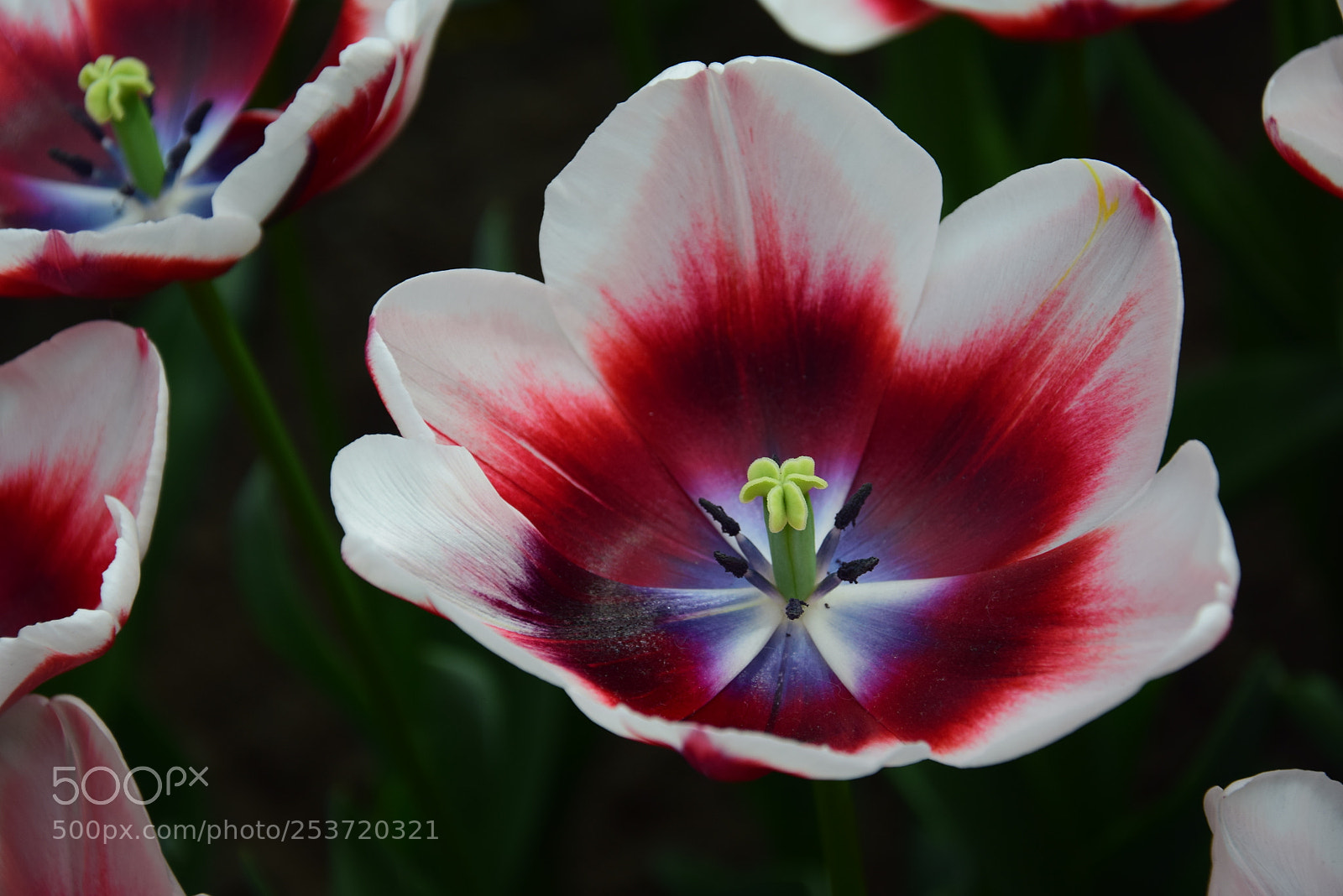 Nikon D5300 sample photo. Close up tulip / springtime 2018 photography