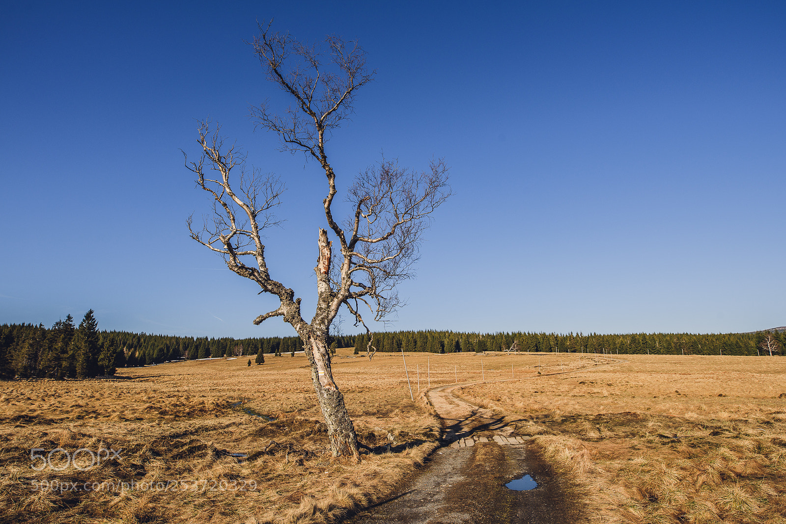 Nikon D810 sample photo. Other spring photography