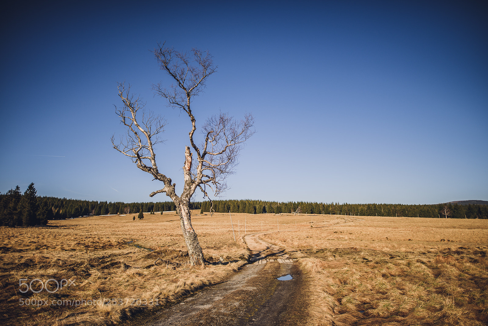 Nikon D810 sample photo. Other spring photography
