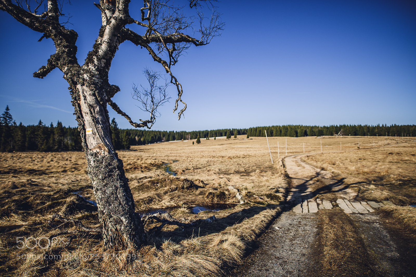Nikon D810 sample photo. Other spring photography