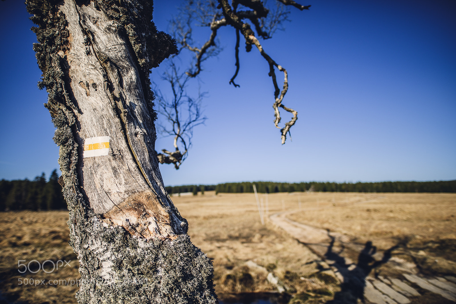 Nikon D810 sample photo. Other spring photography
