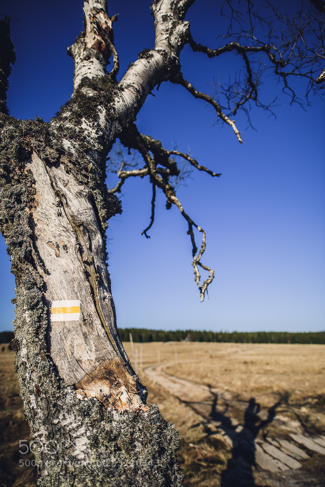 Nikon D810 sample photo. Other spring photography