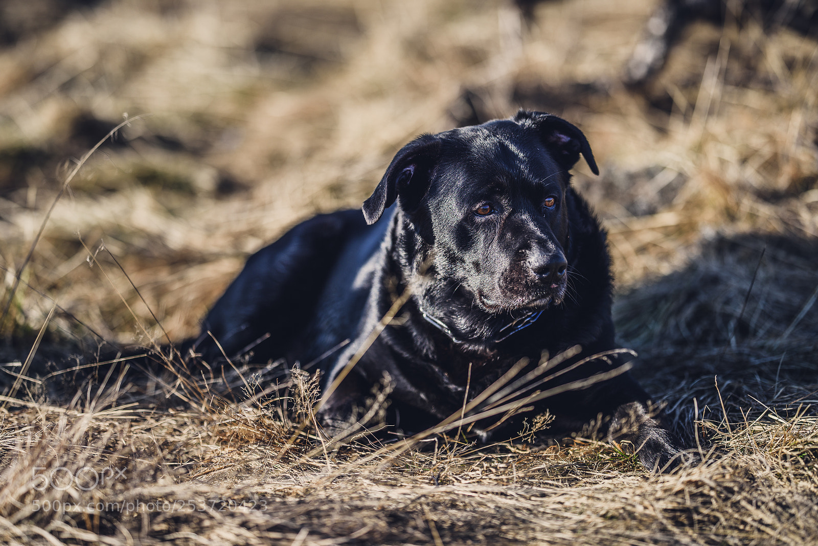 Nikon D810 sample photo. Other spring photography