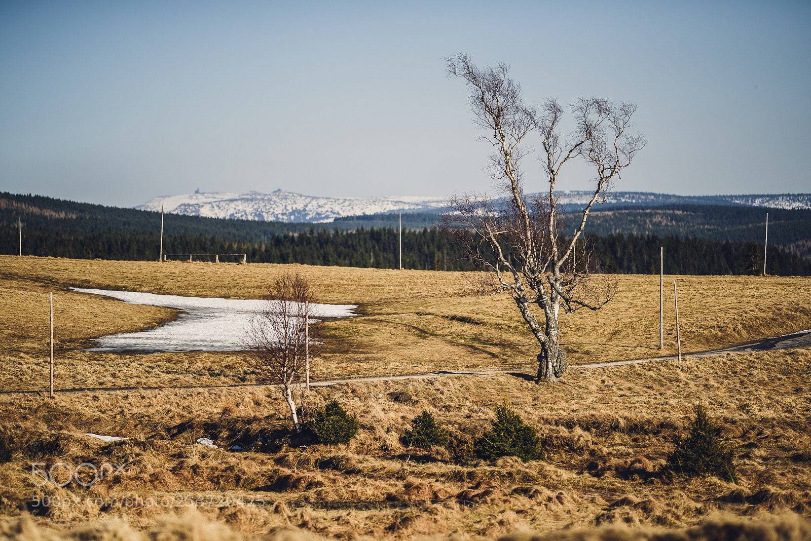 Nikon D810 sample photo. Other spring photography