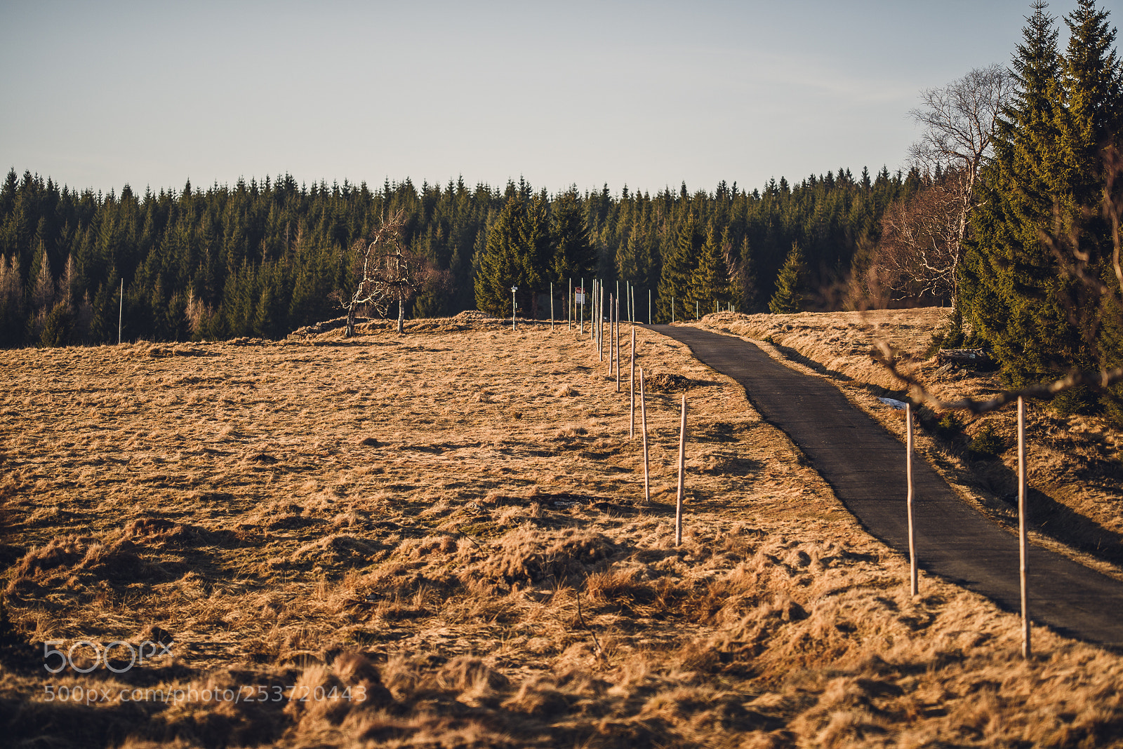 Nikon D810 sample photo. Other spring photography