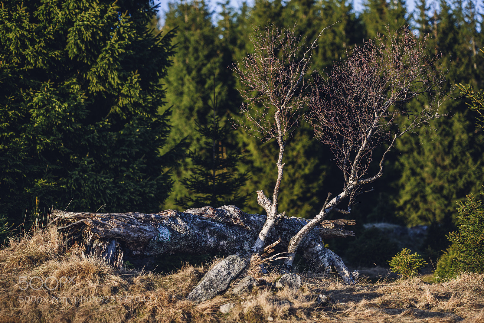 Nikon D810 sample photo. Other spring photography