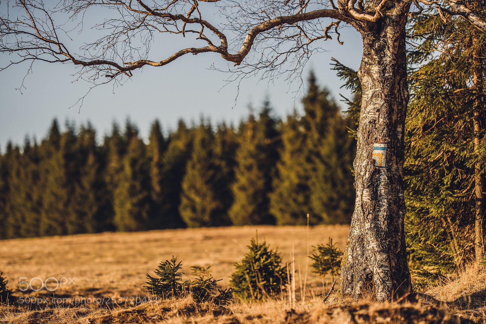 Nikon D810 sample photo. Other spring photography
