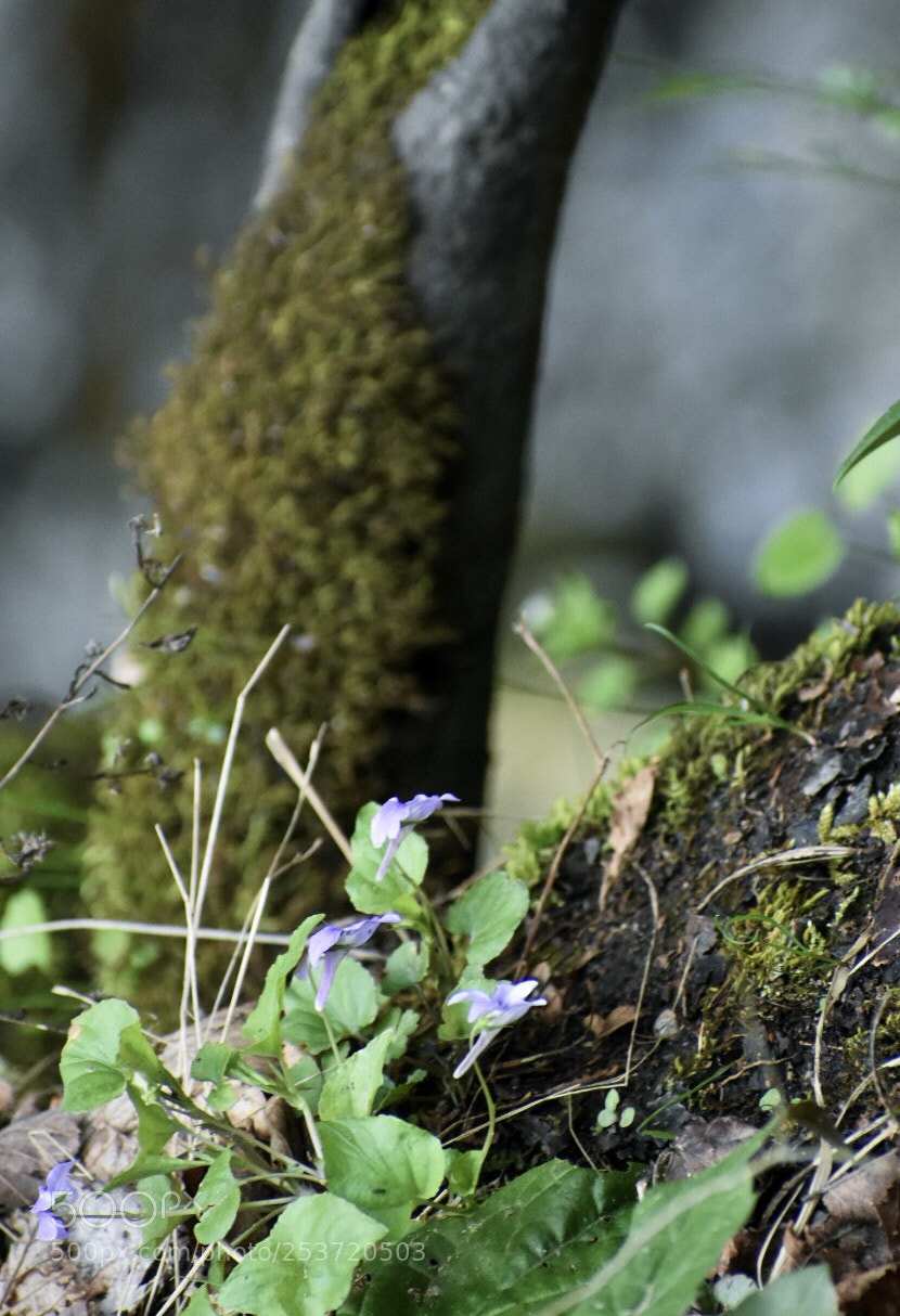Nikon D3400 sample photo. Tiny flower photography