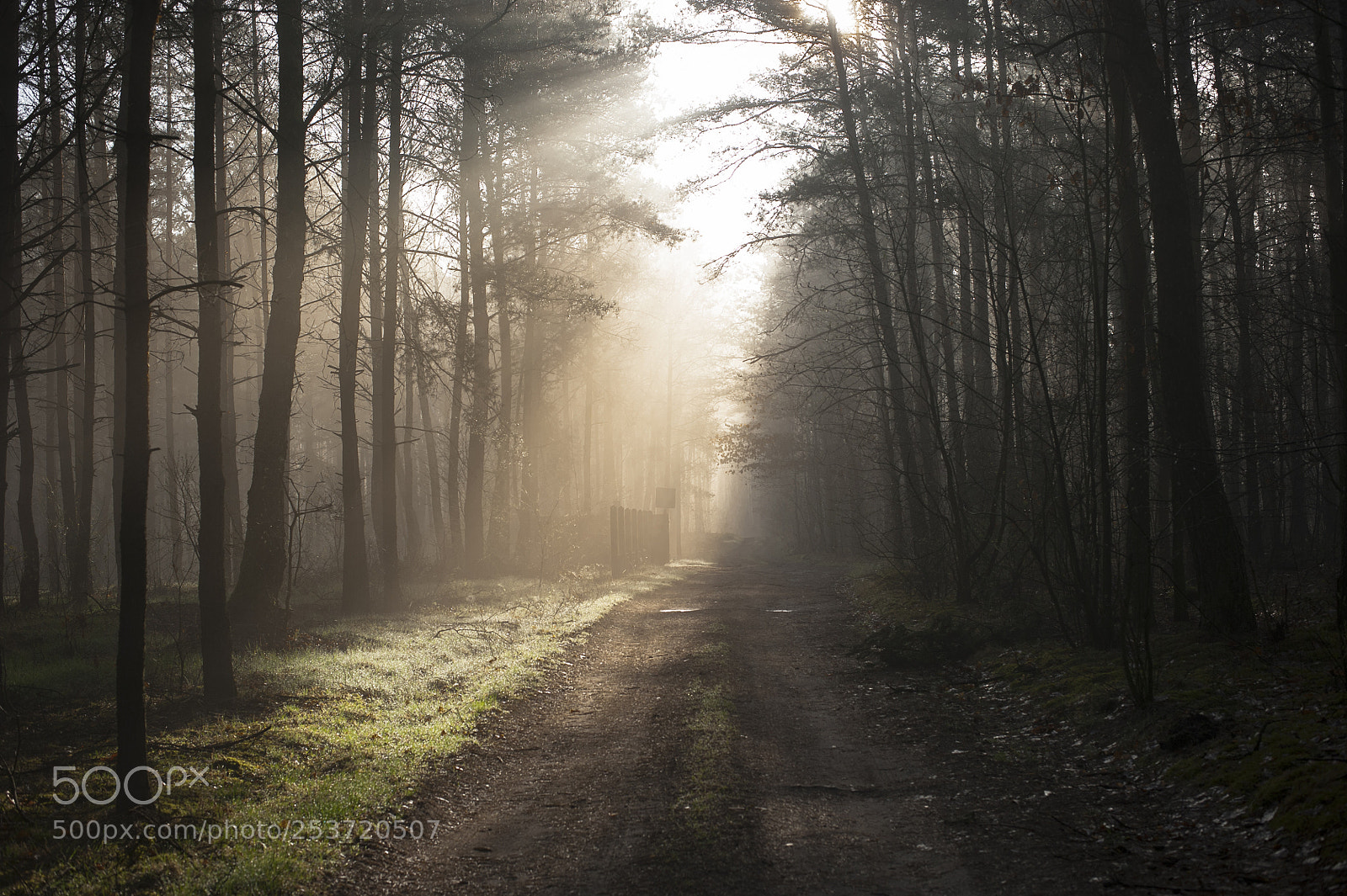 Nikon D700 sample photo. Forest 2 photography
