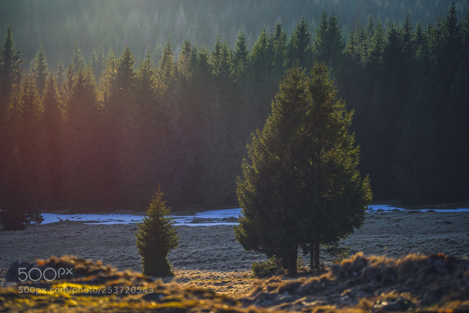 Nikon D810 sample photo. Other spring photography