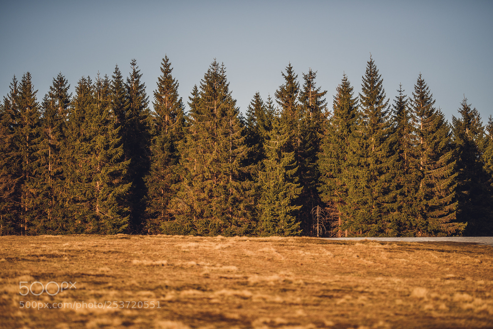 Nikon D810 sample photo. Other spring photography