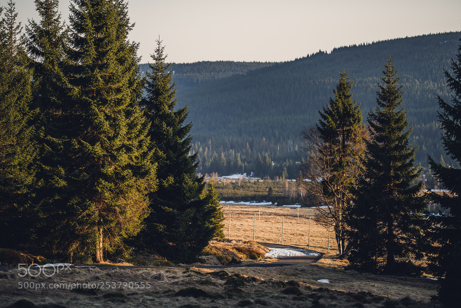 Nikon D810 sample photo. Other spring photography
