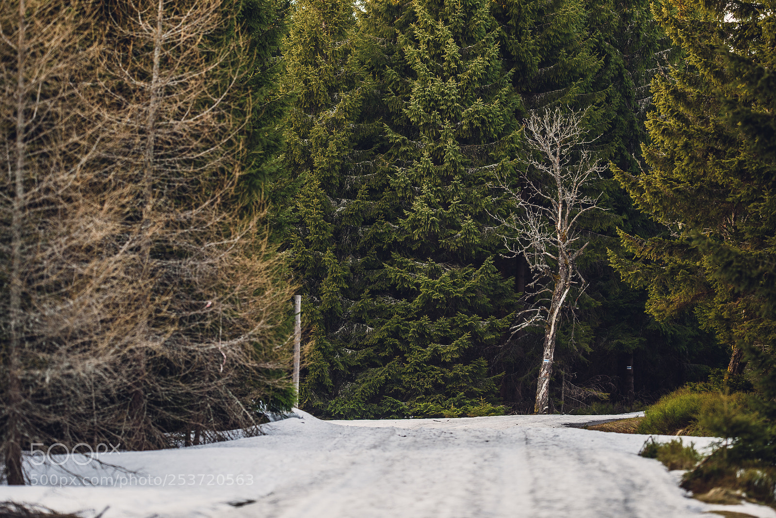 Nikon D810 sample photo. Other spring photography
