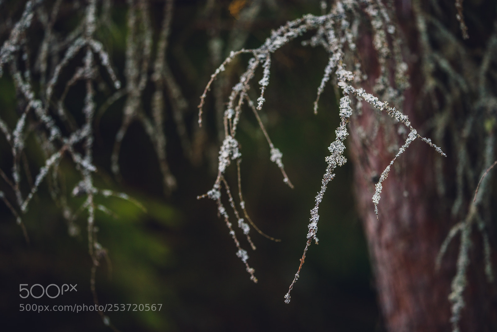 Nikon D810 sample photo. Other spring photography