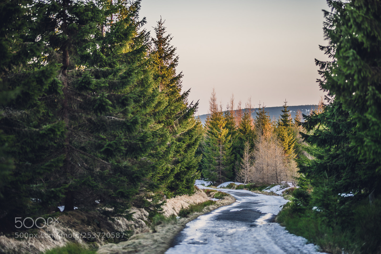 Nikon D810 sample photo. Other spring photography
