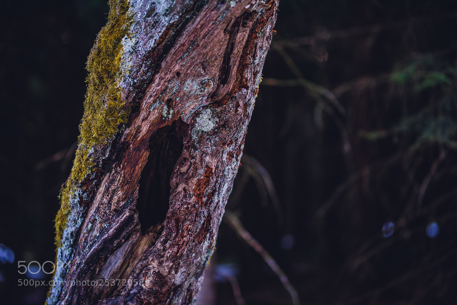 Nikon D810 sample photo. Other spring photography