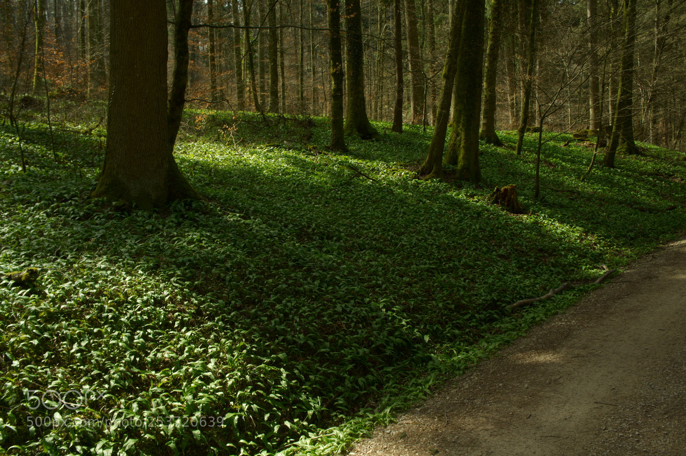 Sony Alpha NEX-5N sample photo. Wild garlic photography
