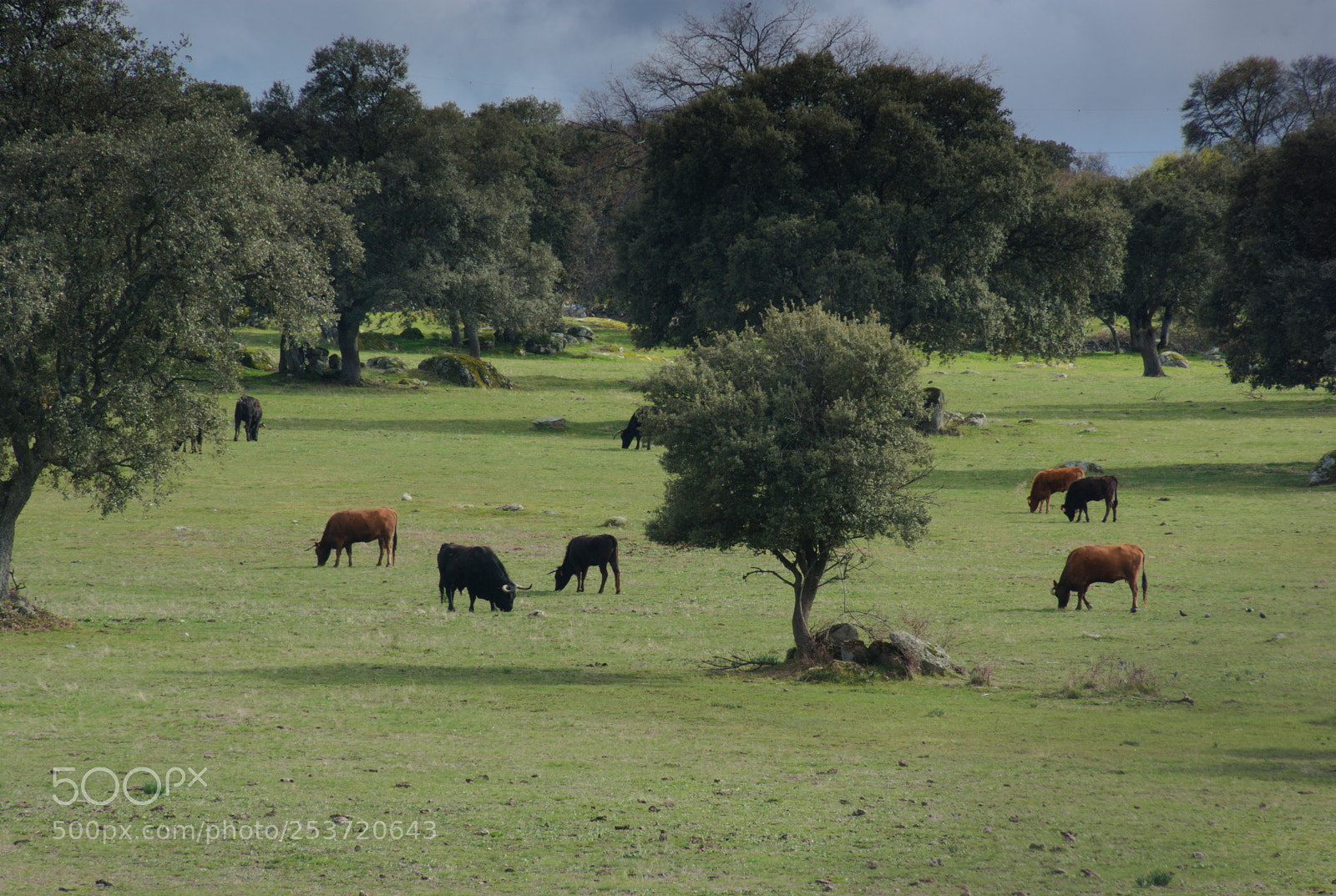 Pentax K10D sample photo. Grazing peacefully ... photography