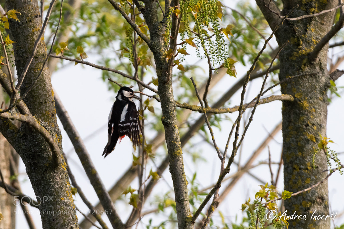 Nikon D810 sample photo. Great spotted woodpecker jump photography