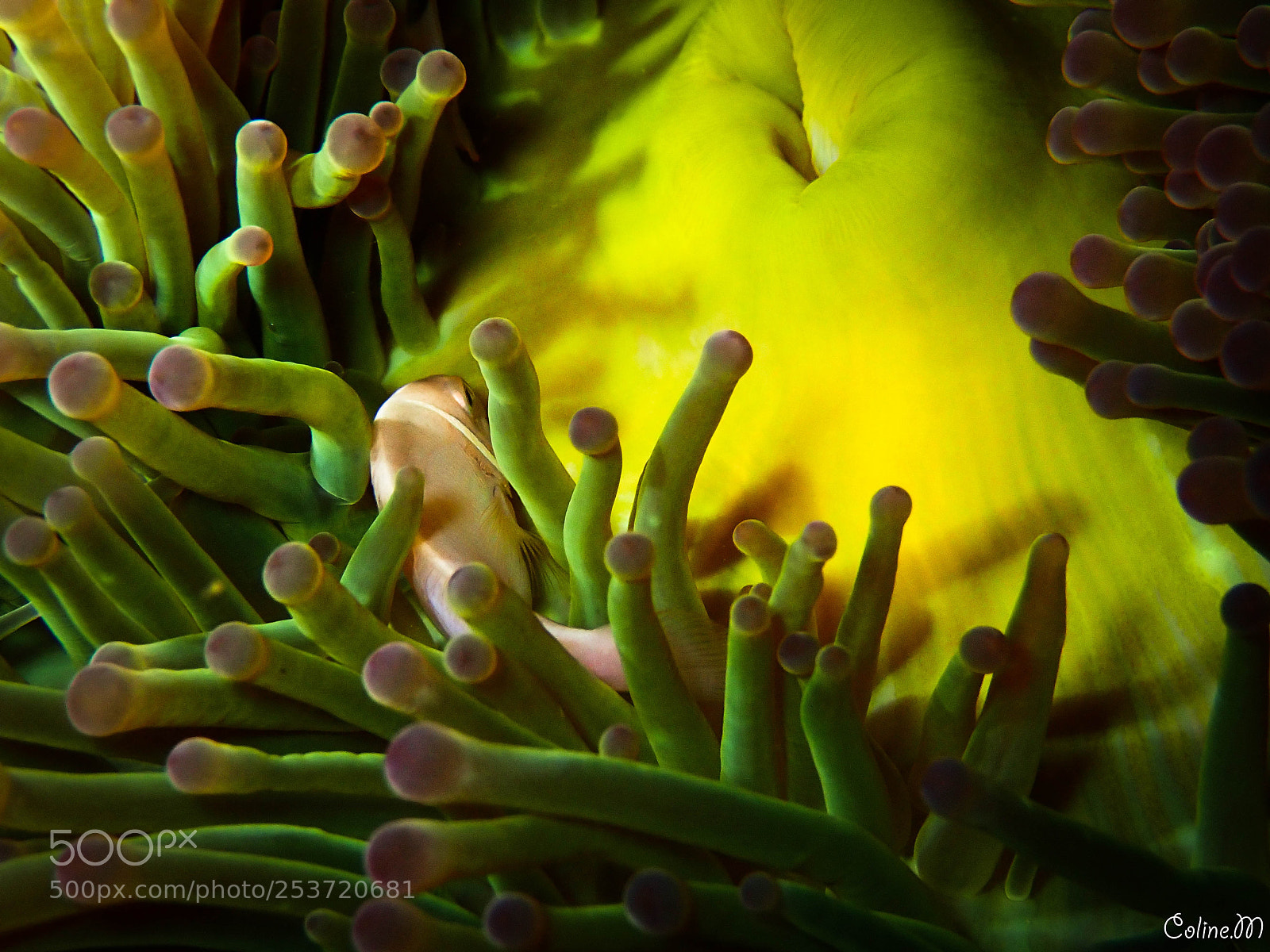 Olympus TG-5 sample photo. Anemone insight photography