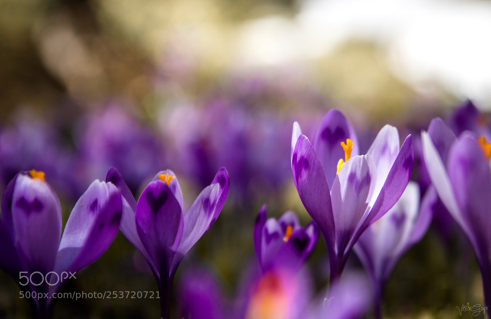 Canon EOS 1200D (EOS Rebel T5 / EOS Kiss X70 / EOS Hi) sample photo. Crocus photography