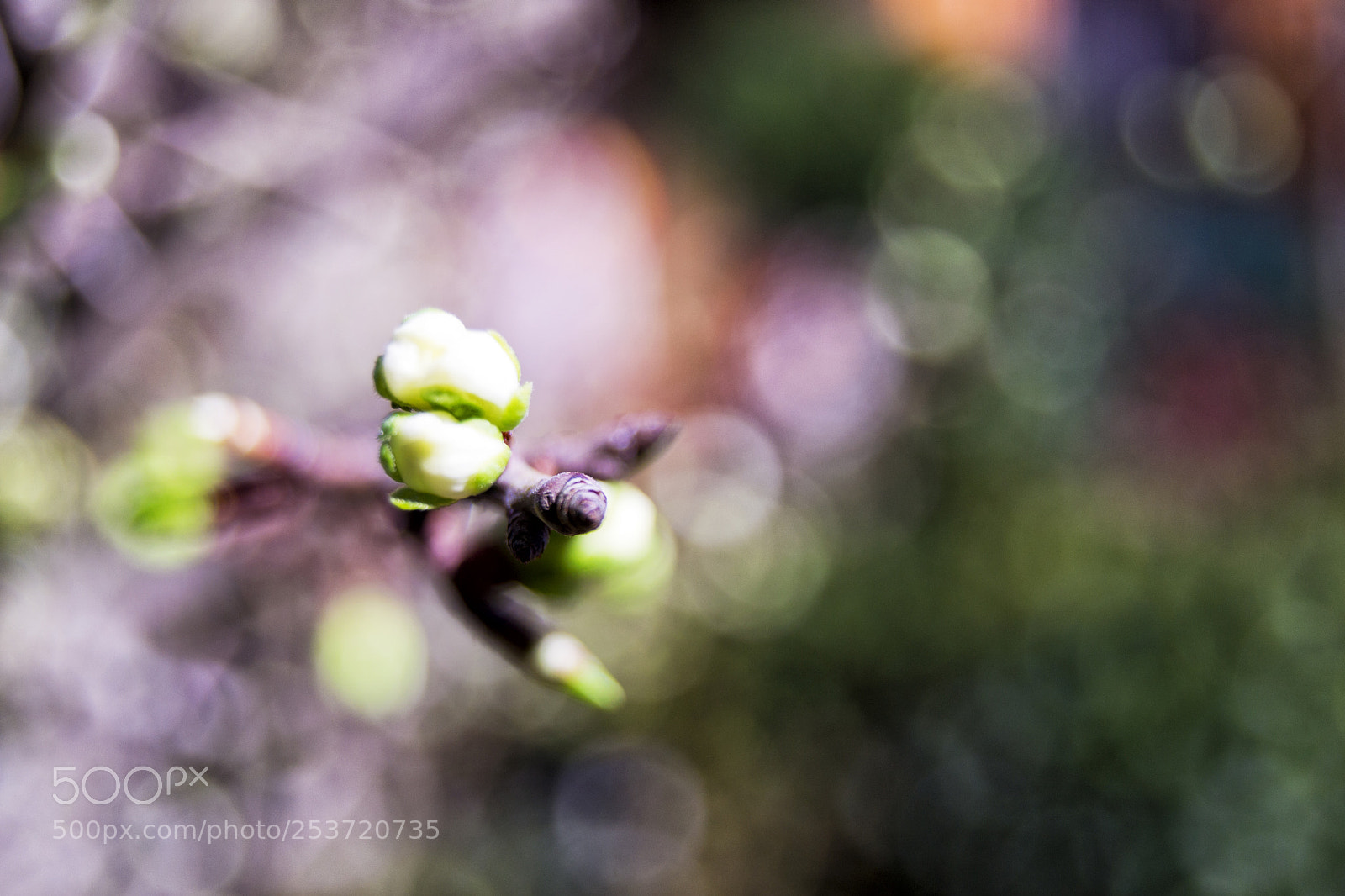 Nikon D3100 sample photo. Soft focus of greengages photography