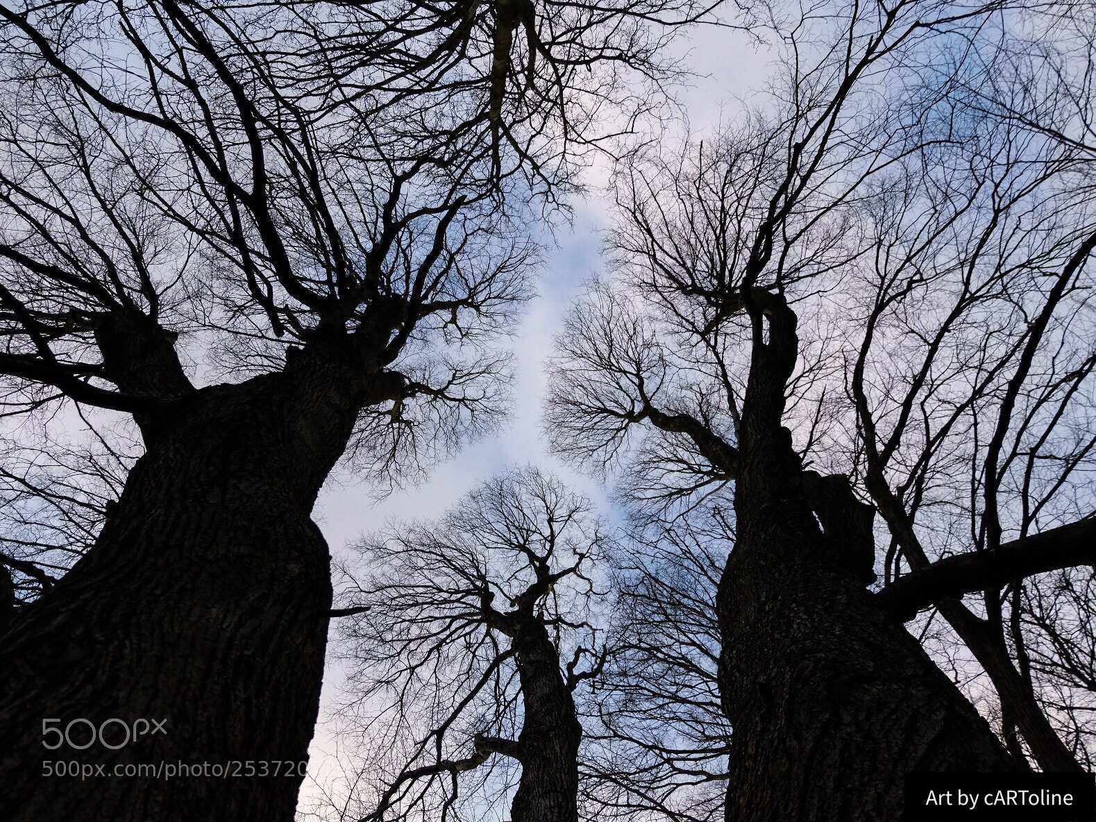 Fujifilm X-T20 sample photo. Treetop patterns  photography