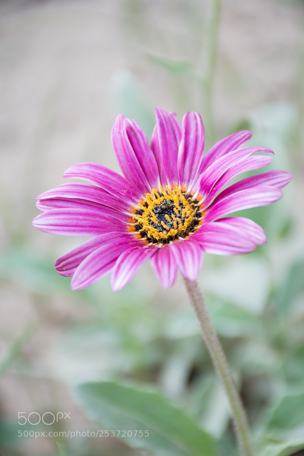Nikon D7200 sample photo. Flower photography