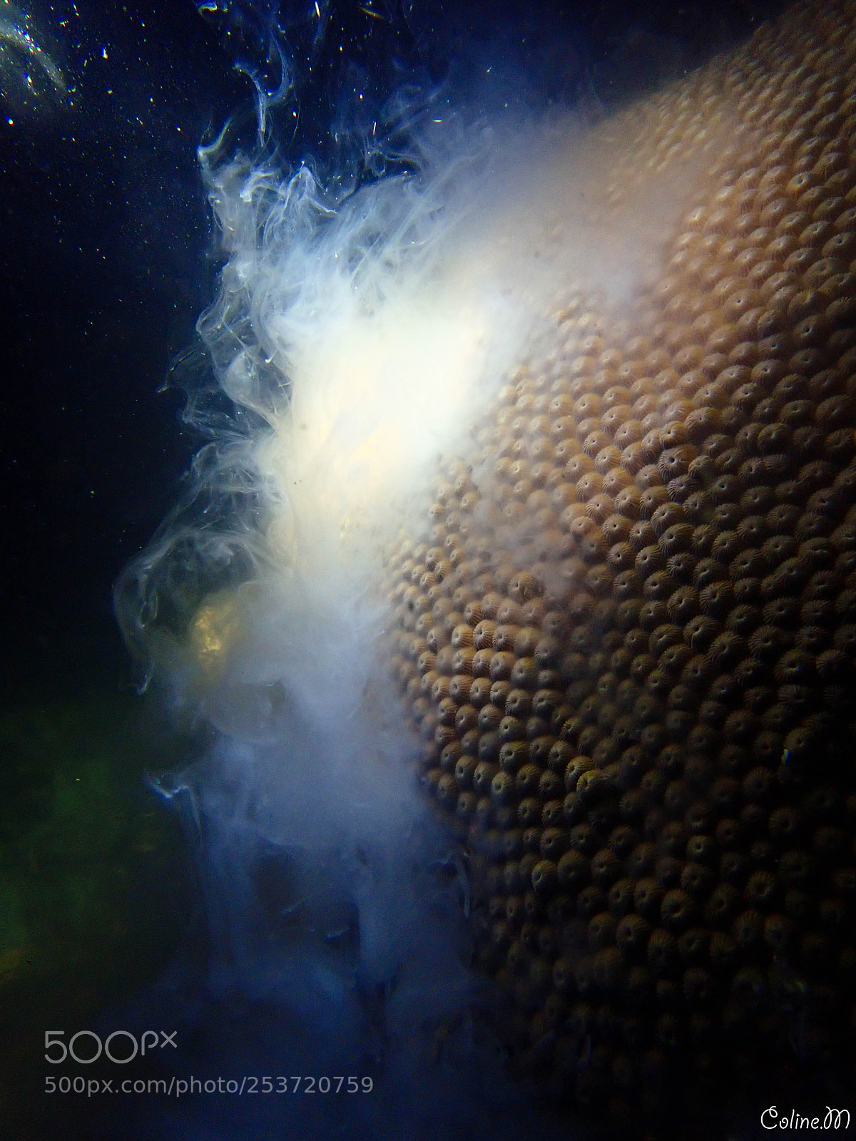 Olympus TG-5 sample photo. Smokkin' coral photography