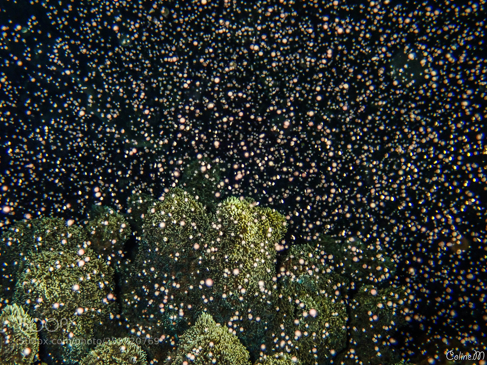 Olympus TG-5 sample photo. Underwater snow photography