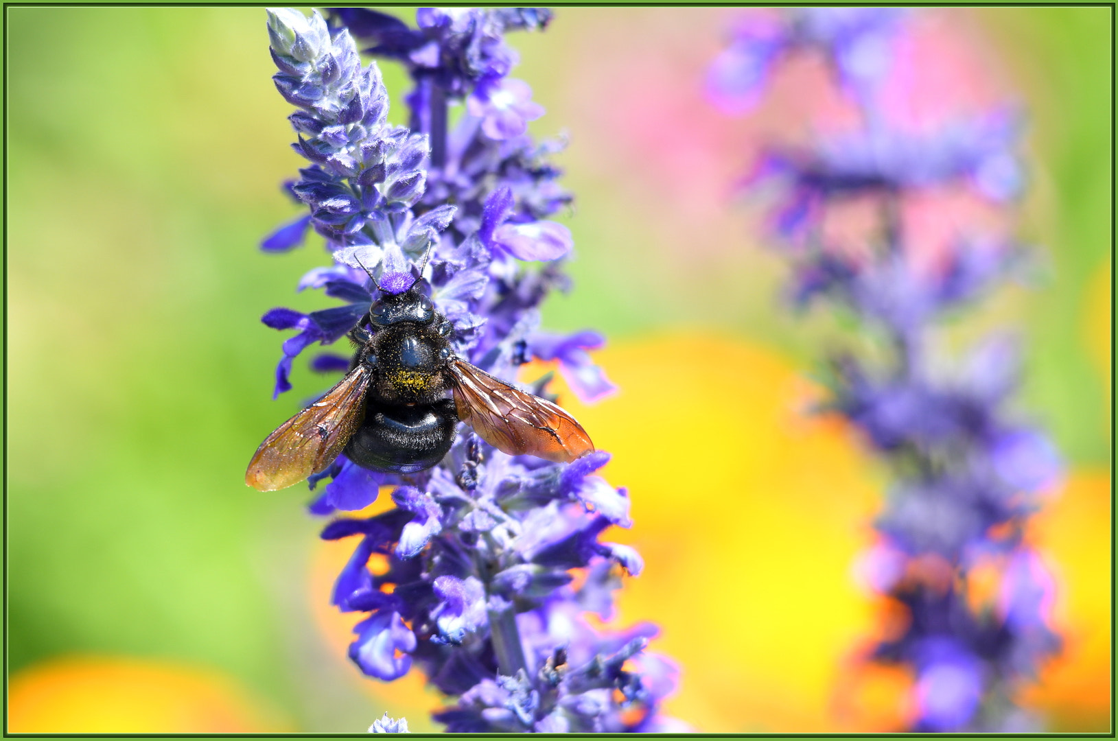 Sigma 120-400mm F4.5-5.6 DG OS HSM sample photo. Busy spring bee photography