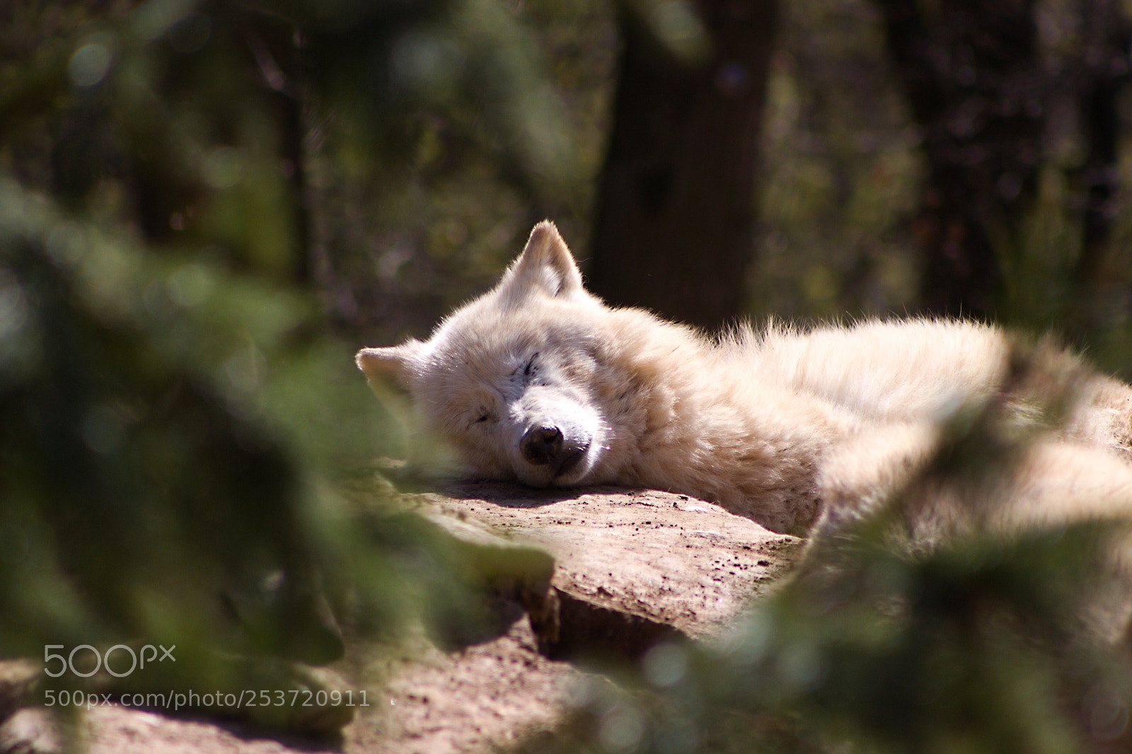 Canon EOS 500D (EOS Rebel T1i / EOS Kiss X3) sample photo. Arctic wolf photography
