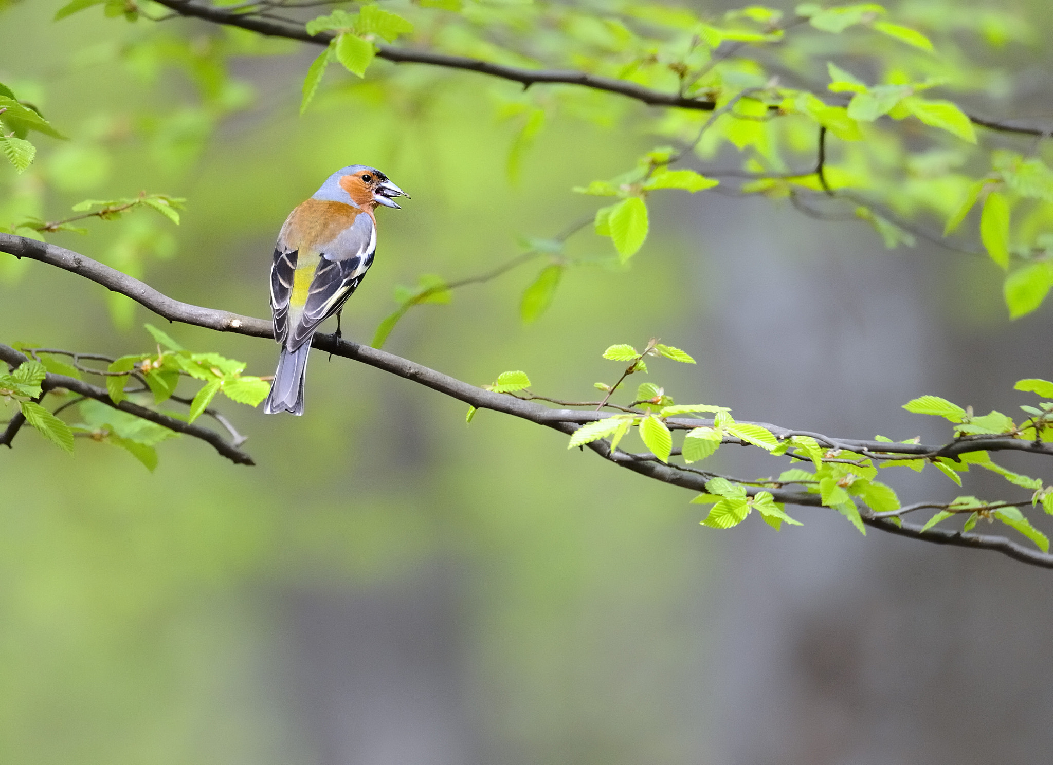 Nikon D700 sample photo. Chaffinch  0715 photography