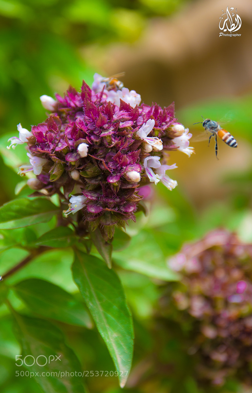 Nikon D610 sample photo. Untitled photography
