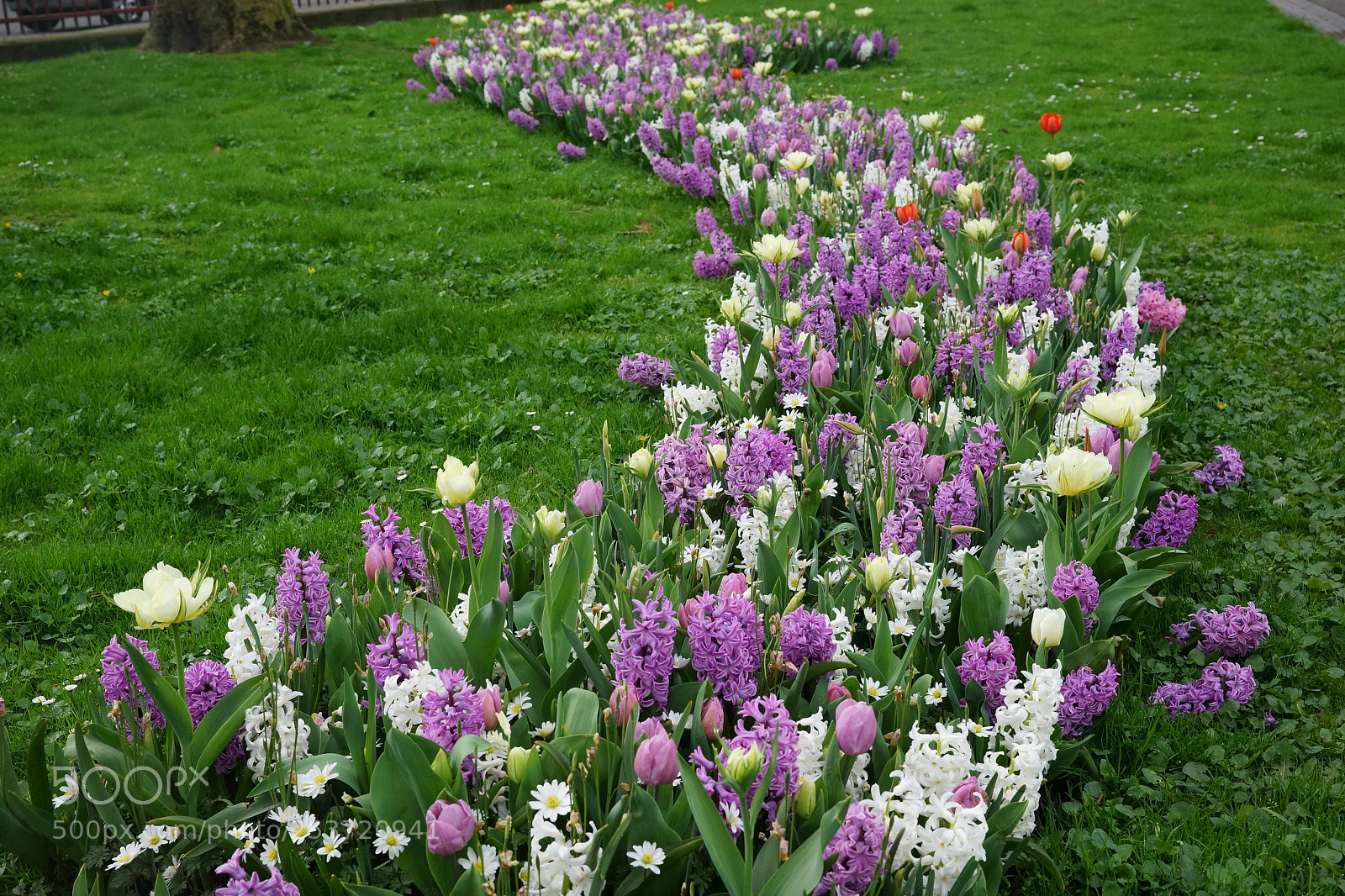 Sony SLT-A99V sample photo. Springflowers photography