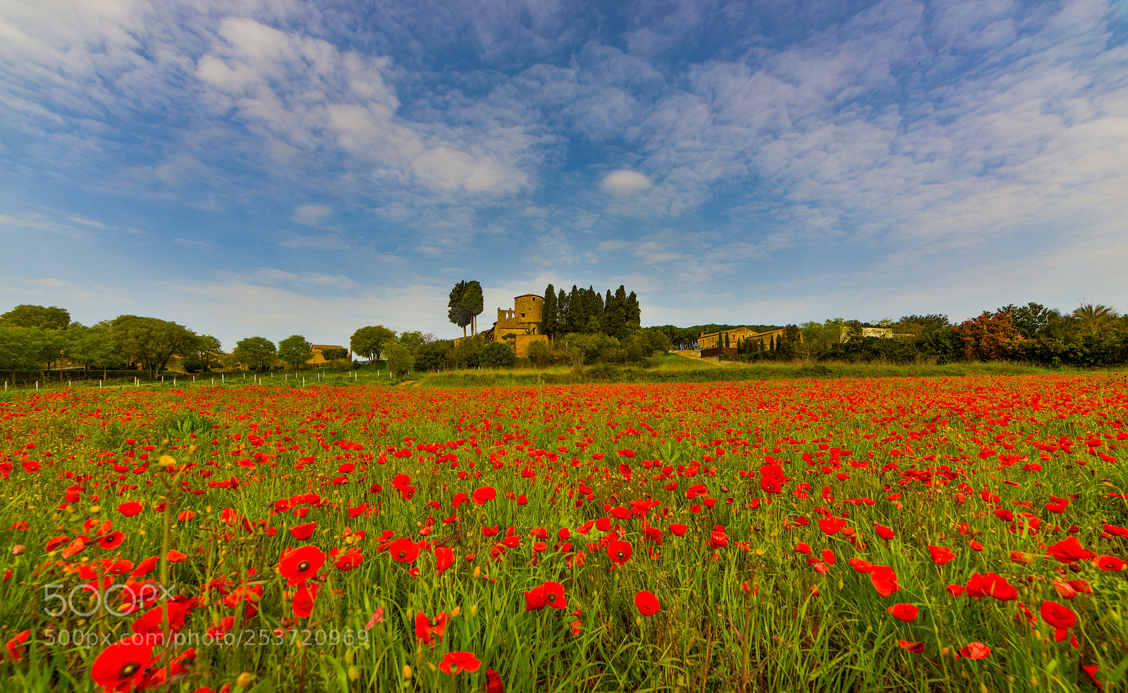 Nikon D610 sample photo. Peratallada amapolas photography