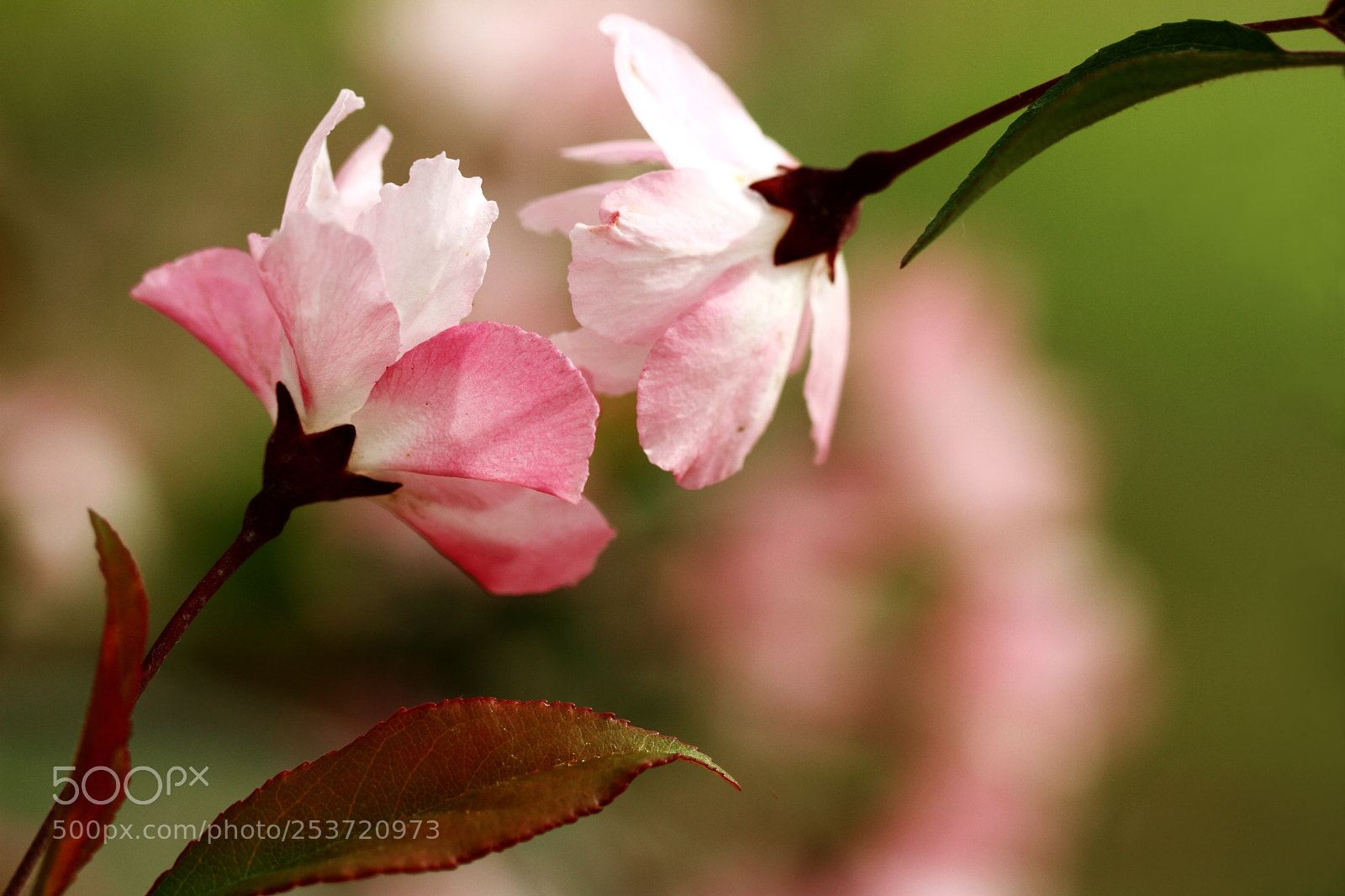 Canon EOS 7D sample photo. 花吻 photography