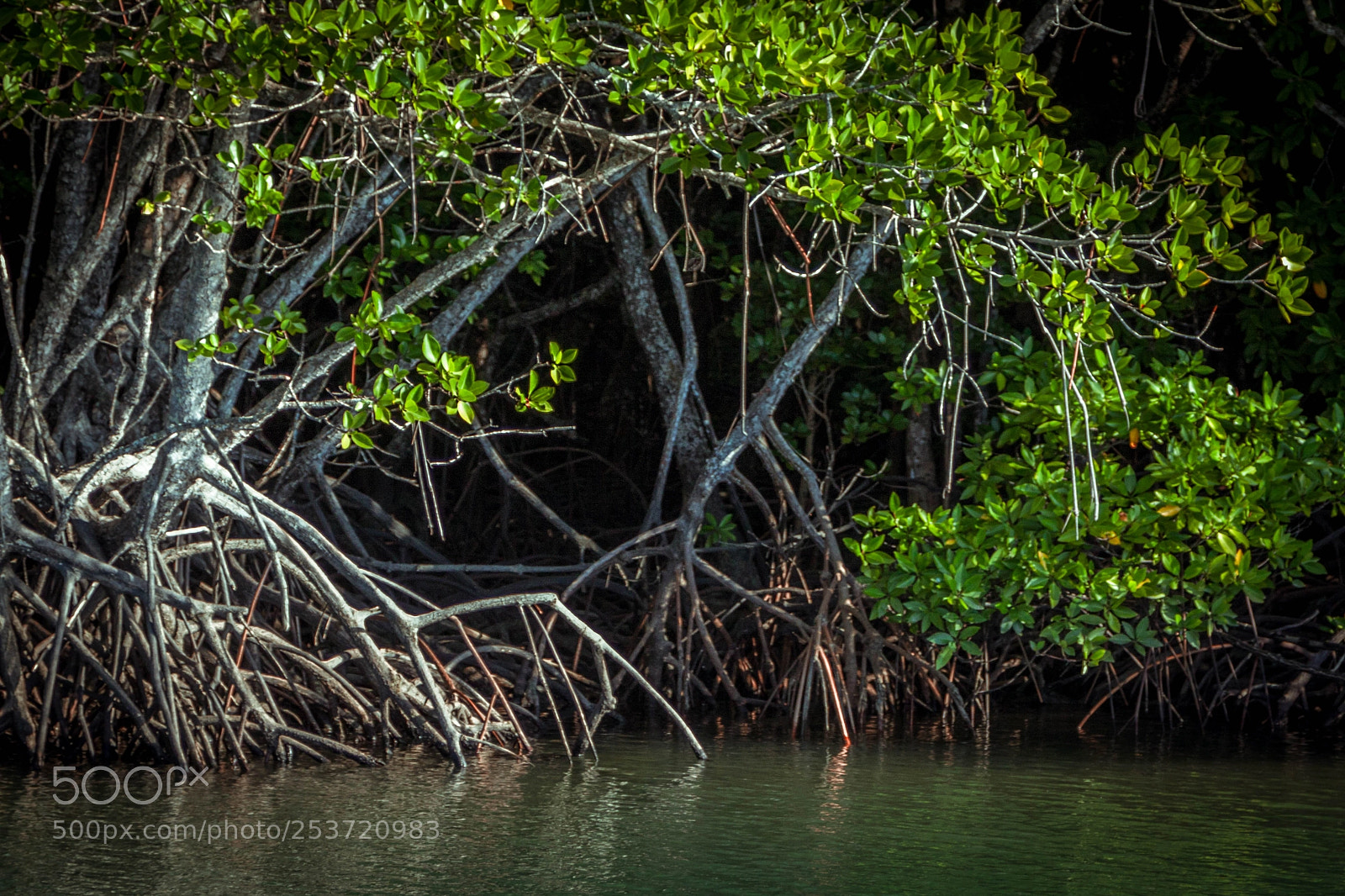 Canon EOS 50D sample photo. Mangrove photography