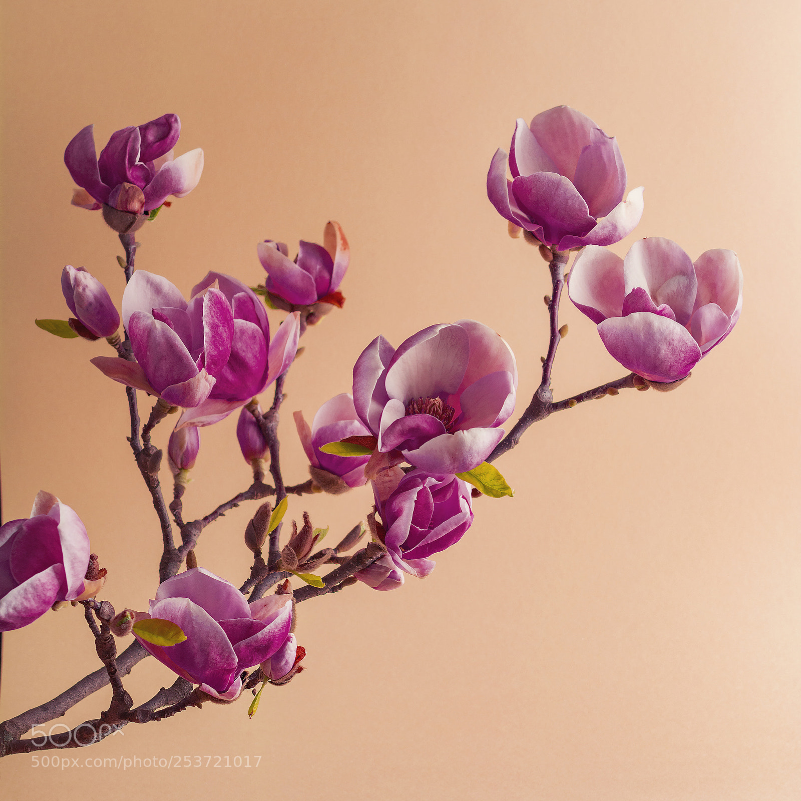 Nikon D5200 sample photo. Magnolia photography